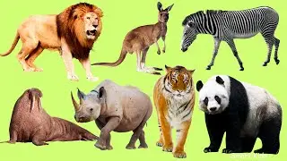 Zoo & Safari Animals in French 🦓 | 16 Amazing Animal Words to Learn with Sound