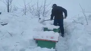 Пасіку замело снігом. Бджолі замети не страшні