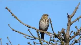 Tree Pipit singing