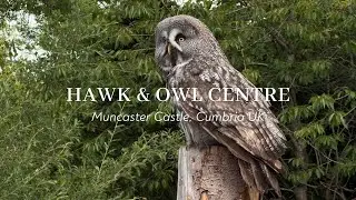 Up Close with Hawks & Owls &ndash; Muncaster Castle, Cumbria, UK