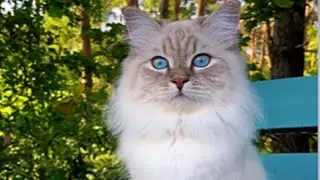 Nadie Quería Este Gato Diabético – 8 Meses Después Salvó Su Vida de la Forma Más Increíble