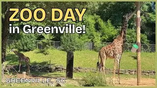 So Much Fun at the Greenville Zoo! - Greenville, SC