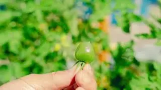 DOSC Garden - Sustainability Initiative