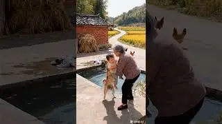 Dogs protect their owners, dogs, dogs are man&rsquo;s most loyal friends, I have a Chinese garden dog at