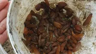 Улитки откладывают яйца в сентябре! Вот как их распознать и бороться с ними!