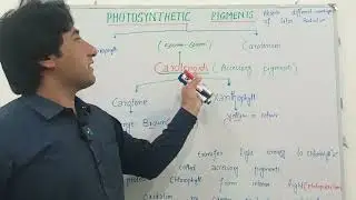 Photosynthetic Pigments||Chlorophylls||Carotenoids||Carotene and Xanthophyll