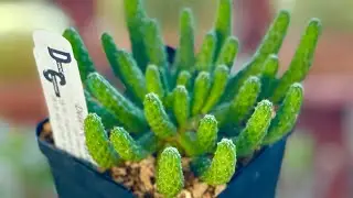 Desert Creation nursery tour