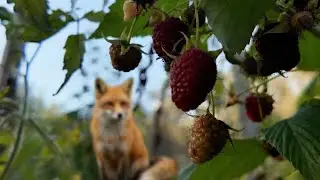 Walking in an Abandoned  Village on a Sunny Autumn Day  4K