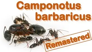 Ant care species guide #2 (Remastered) - Camponotus barbaricus