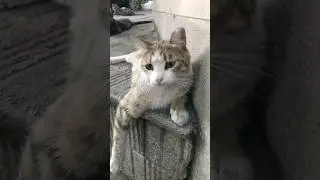 Cute Cats in the City &ndash; Adorable Feline Adventures!