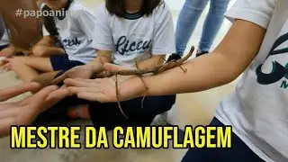 BICHO-PAU: O MESTRE  DA CAMUFLAGEM