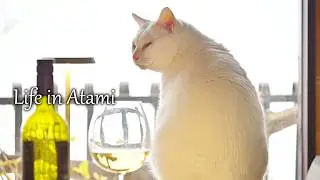 #141 雪降る南熱海、猫たちの等身大の休日【字幕なし】