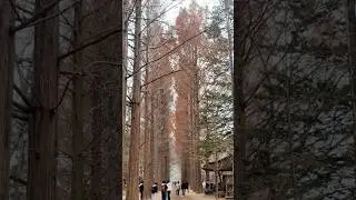 Simple DIY guide to Nami Island for Solo travelers new video up on my channel #seoultravel