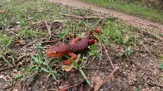 Orange-Bellied Newt