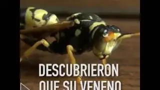 El veneno de la avispa brasile&ntilde;a que podr&iacute;a curar el c&aacute;ncer