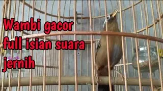 Hwamei/wambi gacor full isian suara keras jernih