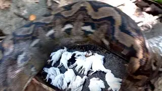 11 pirasong manok nilingkis ng dambuhalang sawa | JTG Kamandag
