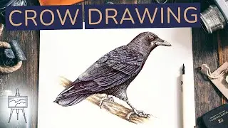 How to Draw a Crow: Realistic Tutorial for Beginners