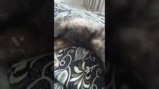CAT OP 2.0 (I Broke My Phone Screen)