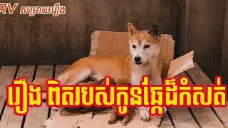 សម្រាយរឿង: រឿងរ៉ាវជីវិតដ៏កម្សត់របស់ស៊ាវខួយ | សត្វឆ្កែដ៏ស្មោះត្រង់ដែលធ្វើឱ្យអ្នកស្រក់ទឹកភ្នែក