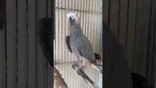 African Grey parrot - Love bird - Pet love - Beauty full parrot - Home pet - Shoot 0hyu67uu