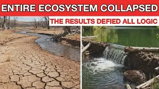 Entire Ecosystems COLLAPSED in Washington. What Happened After They Brought Back Beavers Is Unreal