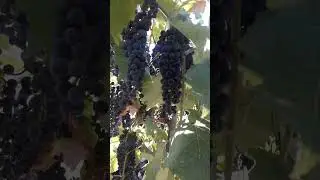 Nature Asmr| grapevine
