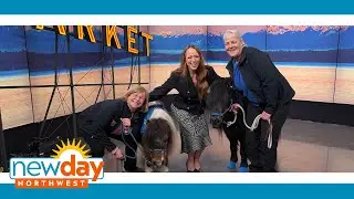 Helping Our Miniature Equines provides a haven for neglected horses - New Day NW