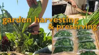 consistent harvests, preserving more GREENS, & exciting garden updates | vlog 🌿✨
