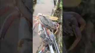 find rock crab and shrimp