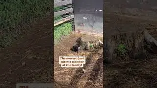 Meet Billy, the baby goat! &hearts;
