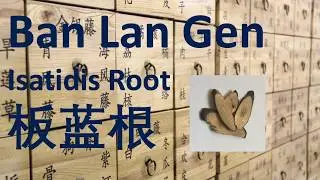 43 Chinese Herbal Medicine, Traditional Chinese Medicine, Herb - Ban Lan Gen (Isatidis Root)板蓝根-中医中药