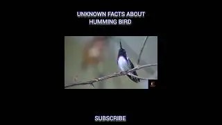 UNKNOWN FACTS ABOUT THIS BIRD. #shorts #viral