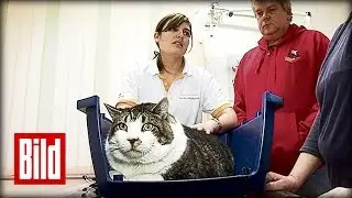 Elvis ist Deutschlands dickster Kater - 17 Kilo (Katze mit Di&auml;t)