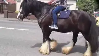 RUMBLE 15.2 Irish Cob Gelding age 10 / 12