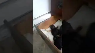 kittties
