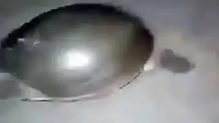 Aamai troll Video