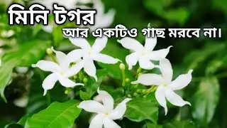 চাইনিজ  টগর প্রতিস্থাপন ও পরিচর্যা||Best fertilizer for mini chandni plant||chinese tagar plant care