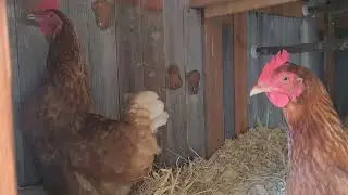 Clucking Hen