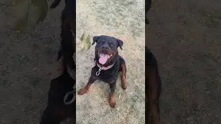 Kya karen sun lo Rottweiler se 😂🙏 #shorts  #rottweiler