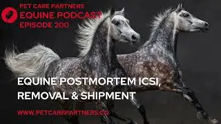 EP. 200: Post-Mortem ICSI in Horses: Oocyte Removal & Shipment Explained | Pet Care Partners