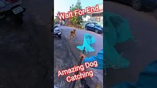 Dog Catching #dog #animalsservicestation #pets #catch #ytviral #shorts #dogshorts