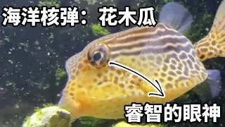 神秘海洋生物开出海洋核弹！拥有睿智的眼神，对什么都感到好奇。 #诺亚方缸 #万物可爱计划