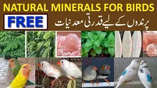 Multivitamins for birds | Calcium, Moringa Powder | Mint in soft food | Enrich diet for all birds