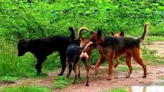 Best time many many dogs meeting happy natural life best time good team on time to give Pregnant