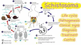 Schistosoma 🔥🔥|| Life cycle || Pathogenesis || Clinical signs || Diagnosis || Treatment💊 || Control