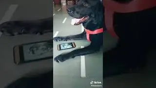 My Dog Missing She Girlfriend || Gb Memer || #shorts #girlfriend #labrador #dog