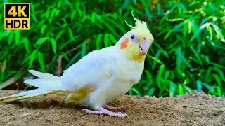 Calm Cockatiel Nibbling Grass & Sand | Relaxing Bird Life in Nature (Lutino Tiel)