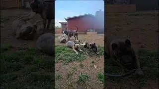 Americane da Presa #fyp #trending #hybridmastiff