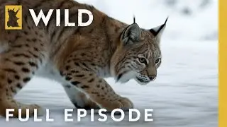 Surviving Winter: Nature's Ultimate Test